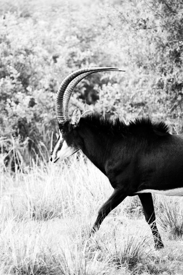 Letamo At Qwabi Private Game Reserve By Newmark Bela-Bela Exteriér fotografie