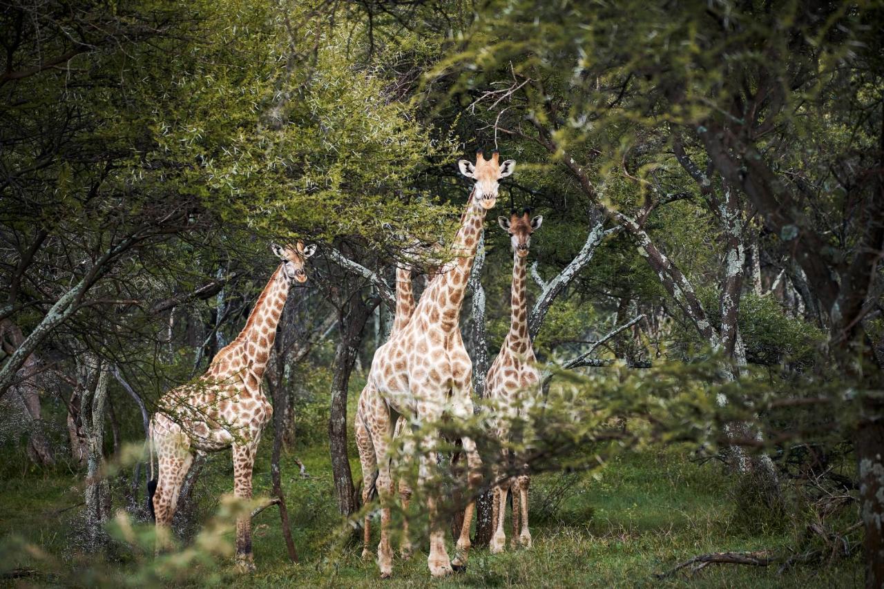 Letamo At Qwabi Private Game Reserve By Newmark Bela-Bela Exteriér fotografie