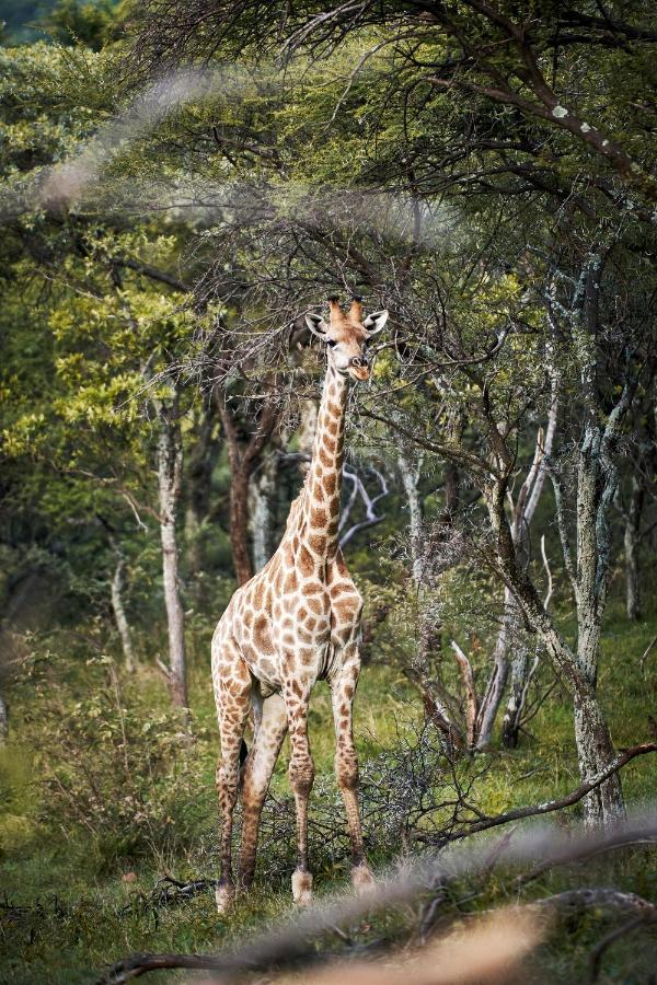 Letamo At Qwabi Private Game Reserve By Newmark Bela-Bela Exteriér fotografie